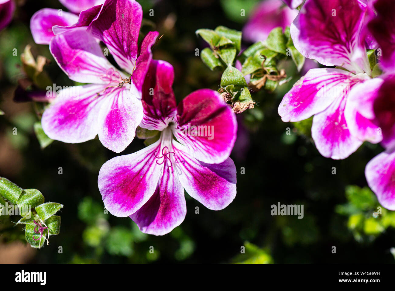 Die Blumen einer Pelargonium crispum Angeleyes Burgund Rot Stockfoto