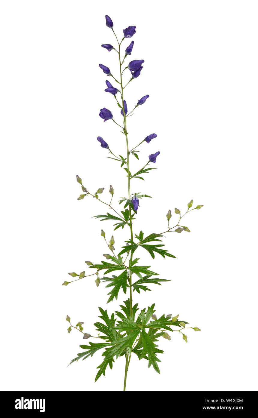 Aconitum napellus Blume auf weißem Hintergrund Stockfoto
