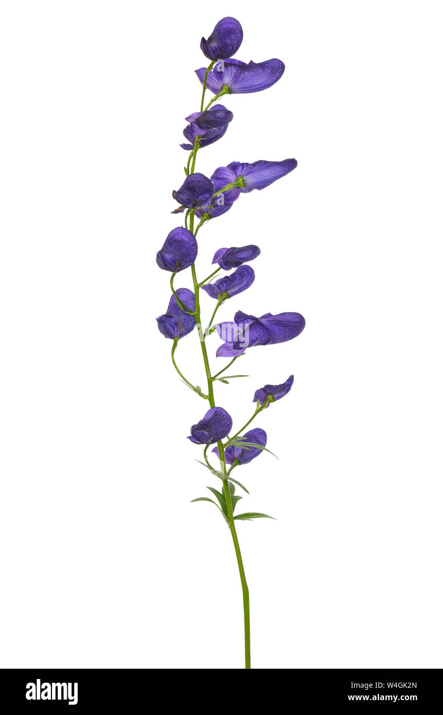 Aconitum napellus Blume auf weißem Hintergrund Stockfoto