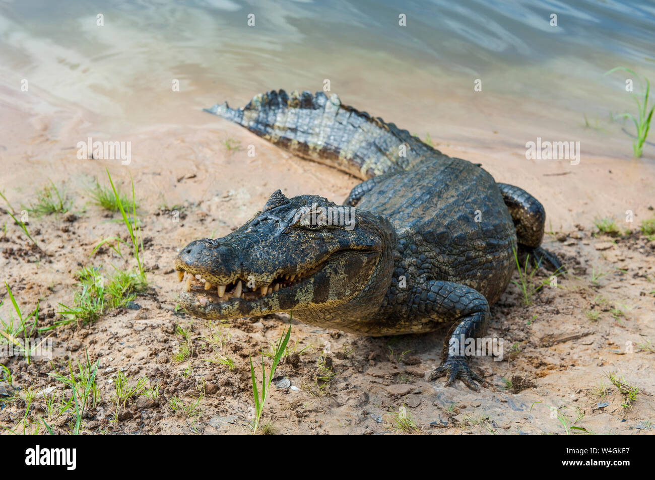 Caiman Yacare, Pantanal, Brasilien Stockfoto