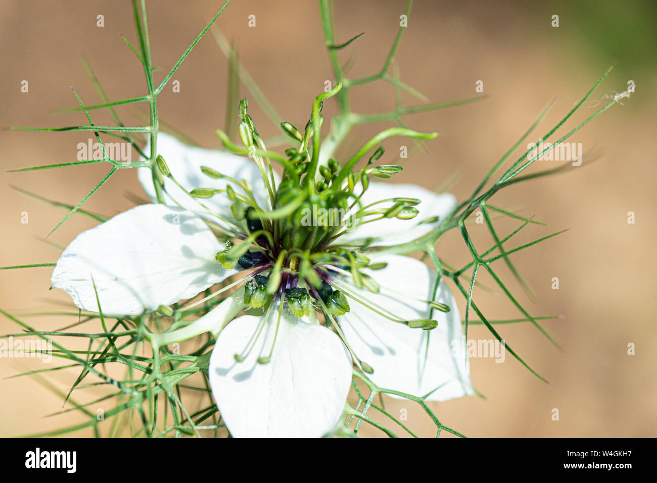 Die Blume eines Weiß Liebe-in-a-Mist (Nigella damascena) Stockfoto