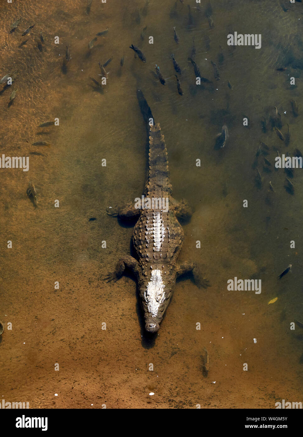 Krokodil von oben, Kruger National Park, Mpumalanga, Südafrika gesehen Stockfoto