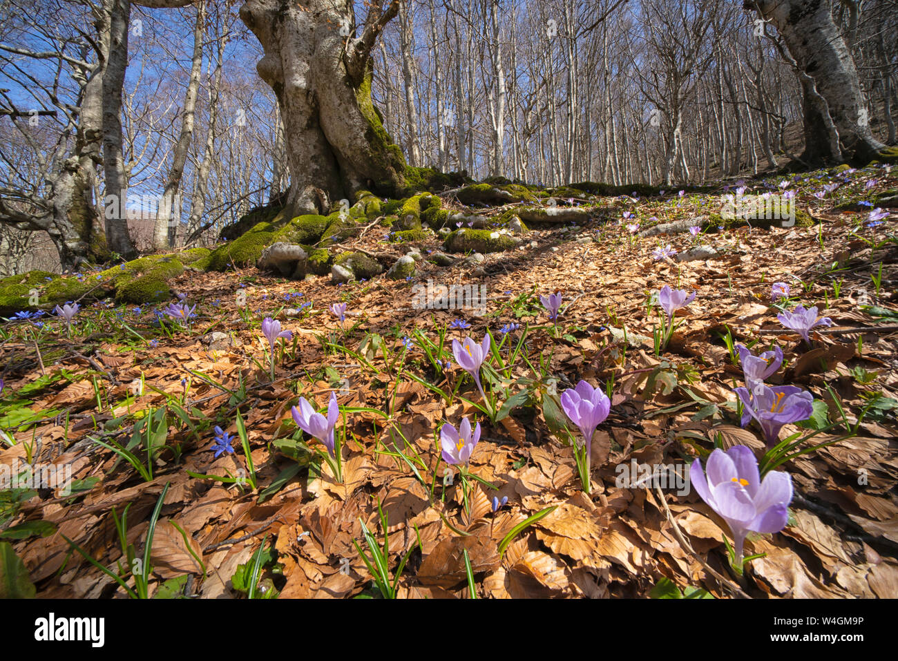 Italien, Umbrien, Monte Catria, Krokus im Frühjahr im Apennin Stockfoto