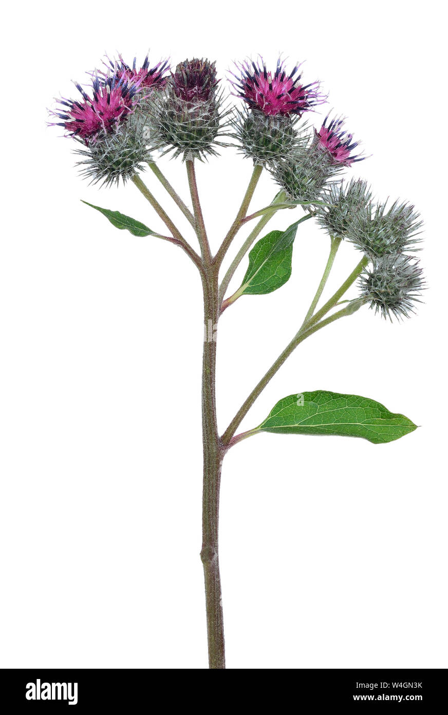 Große Klette (Arctium Lappa) Blüte auf weißem Hintergrund Stockfoto