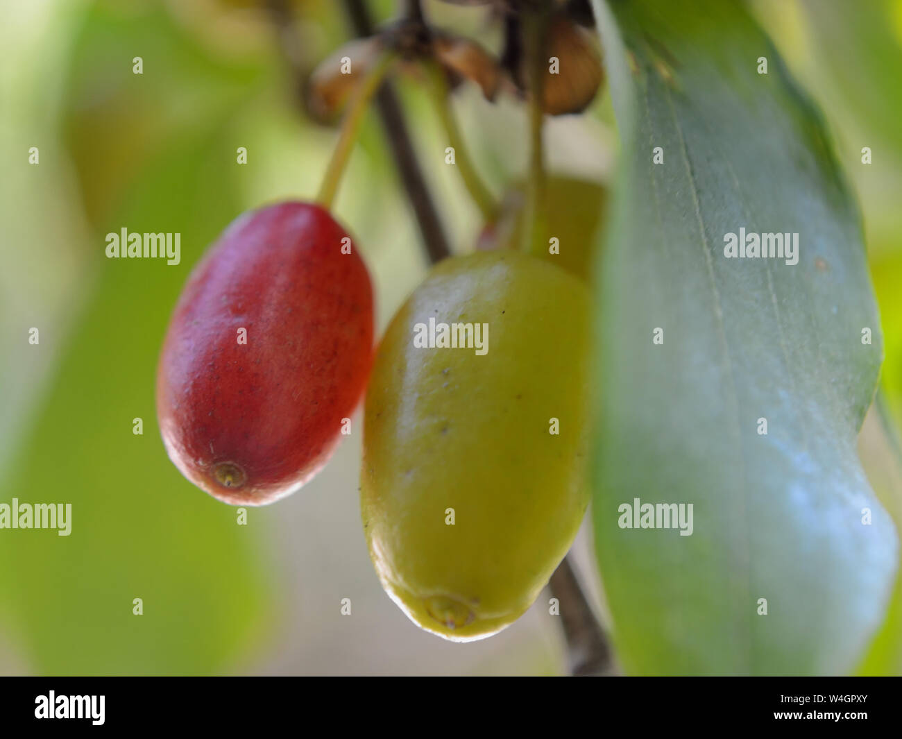 Nahaufnahme von Reife und Unreife carneol Kirsche (Cornus Mas) Baum Früchte Stockfoto