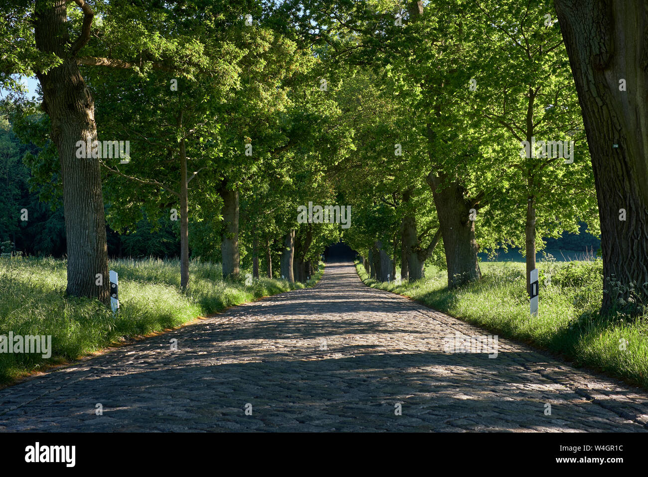 Deutschland, Mecklenburg-Vorpommern, Rügen, Bergen, Gasse, Straße mit Kopfsteinpflaster Stockfoto