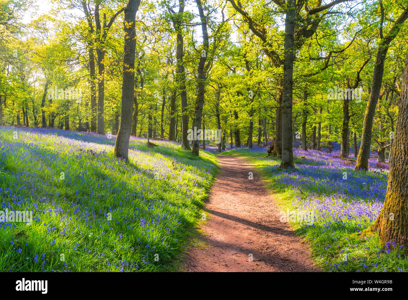 Bluebells und leeren Waldweg, Perth, Schottland Stockfoto