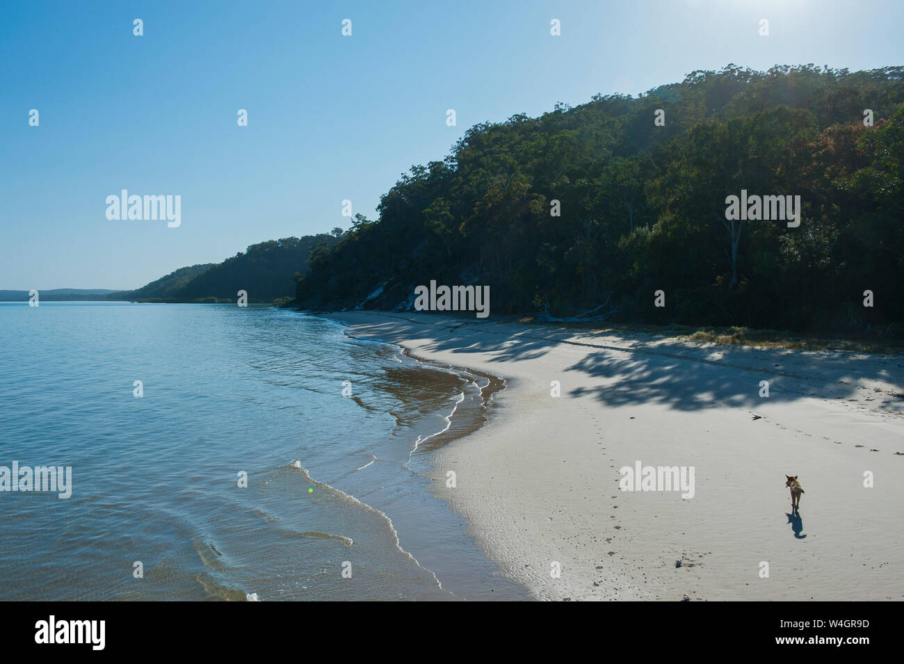 Dingo am Strand auf Fraser Island, Queensland, Australien Stockfoto