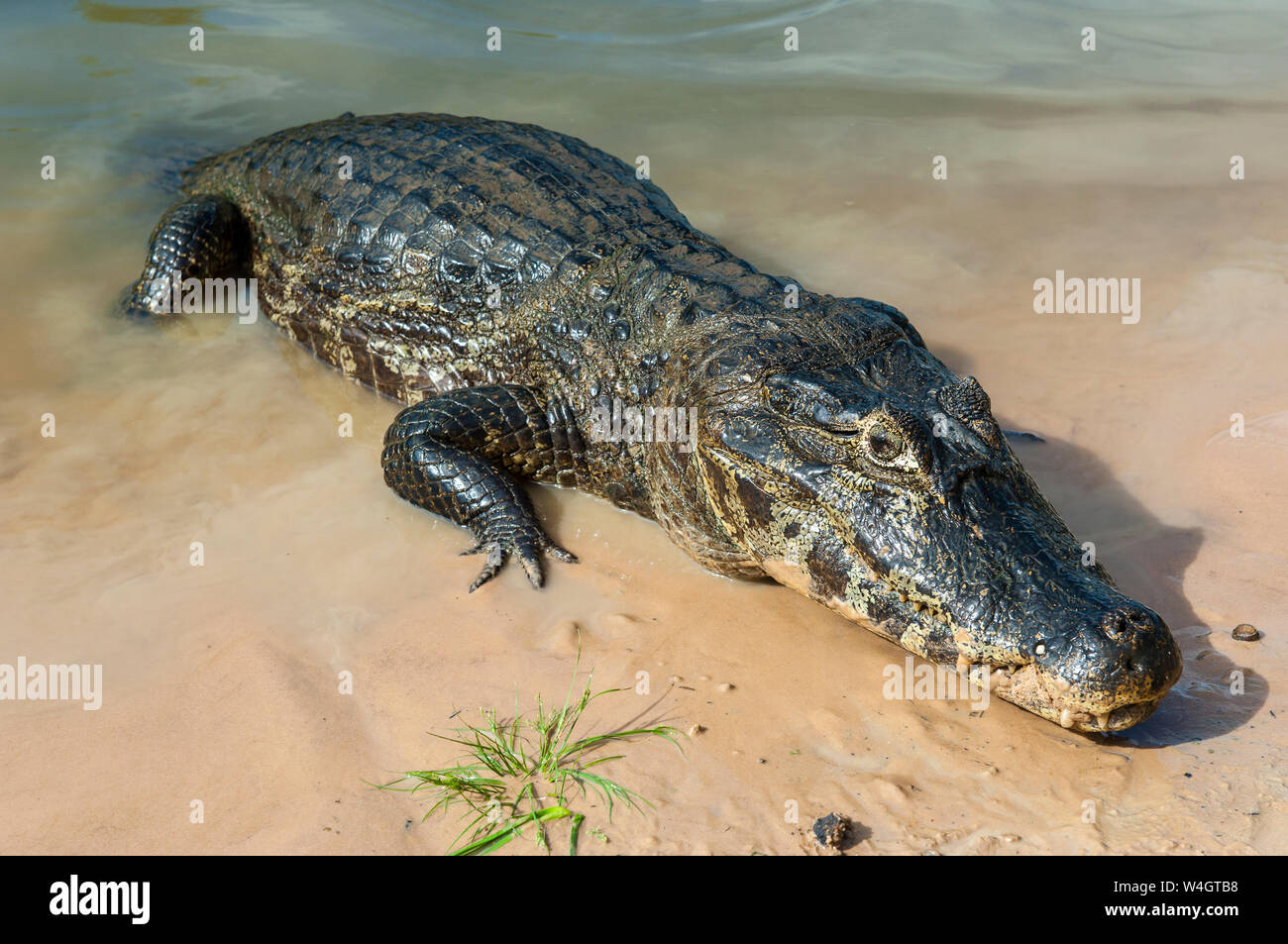 Caiman Yacare, Pantanal, Brasilien Stockfoto