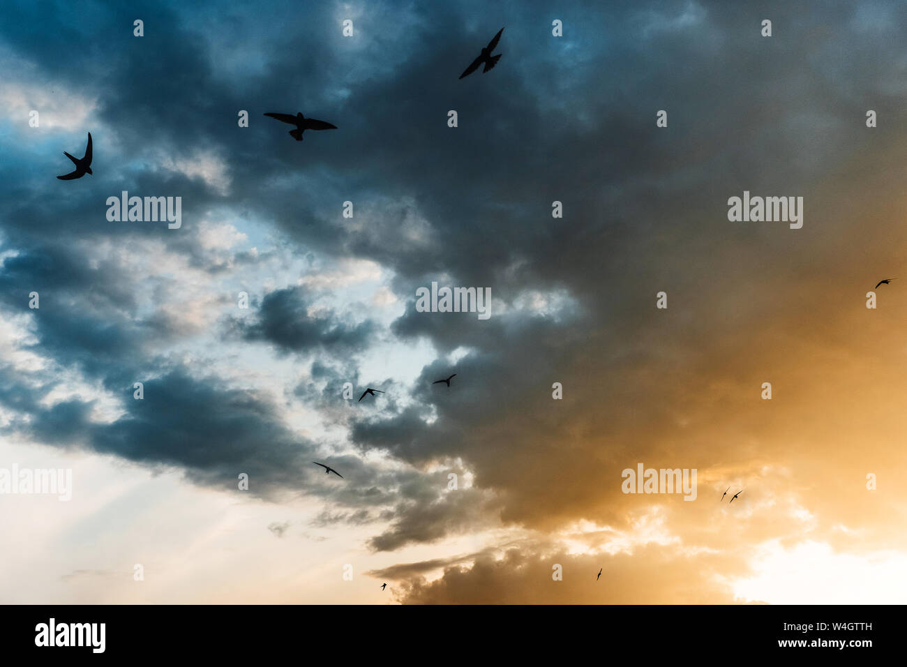 Schonen Sonnenuntergang Geeignet Fur Handy Bildschirmschoner Oder Hintergrund Bild Mit Den Schwalben Stockfotografie Alamy