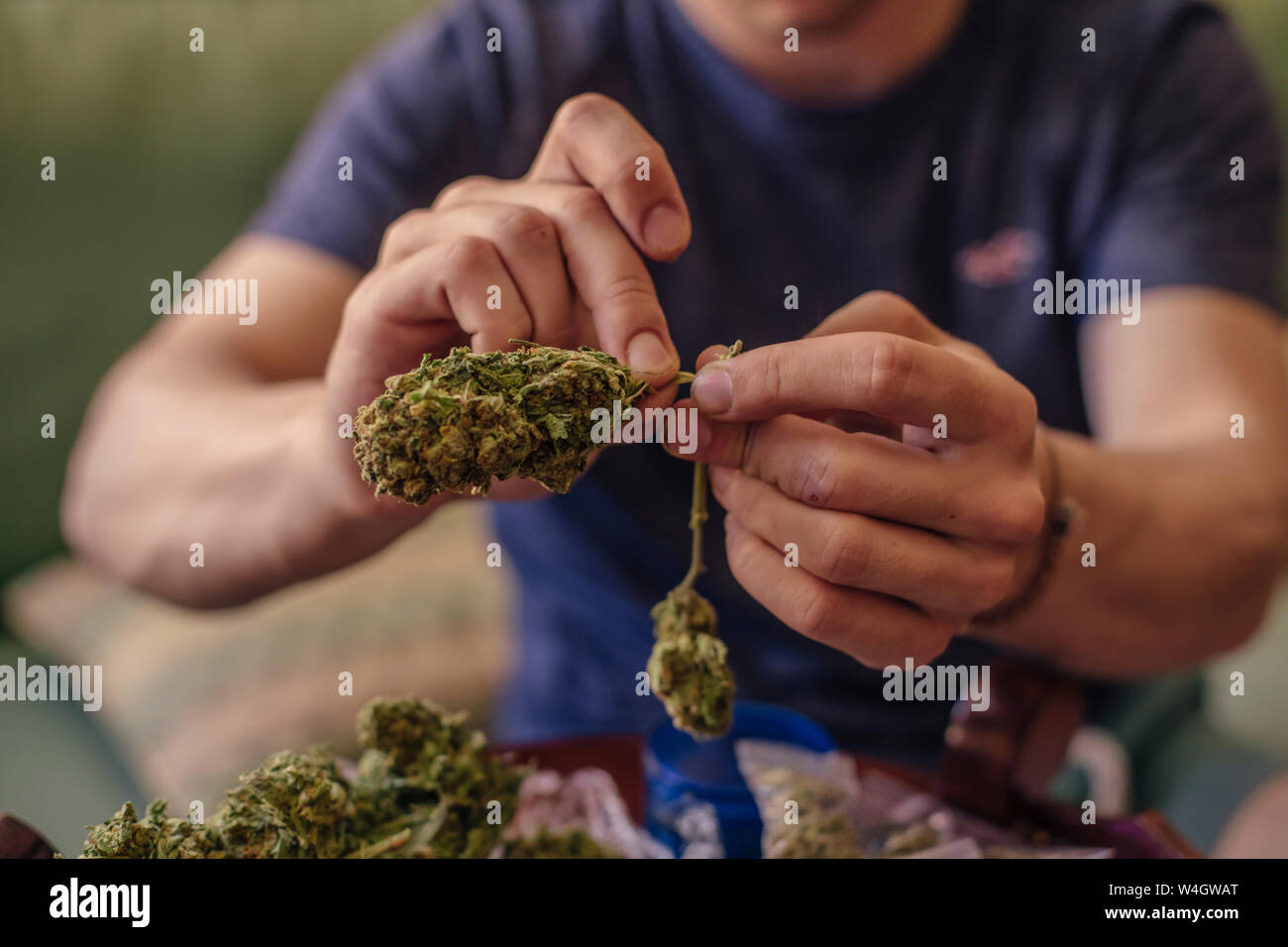 Nahaufnahme eines Mannes Reinigung Marihuana Knospen Stockfoto