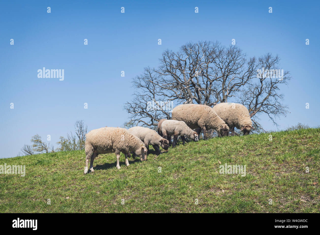 Schafe auf Elbdeiche, Niedersachsen, Deutschland Stockfoto