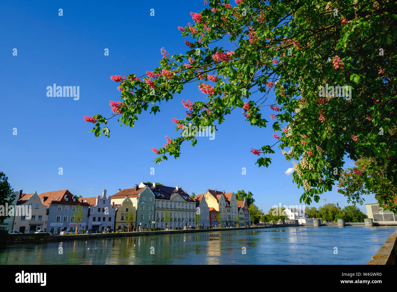 Blühenden Kastanienbaum, Blick Richtung Mühle Insel, Isar, Landshut, Bayern, Deutschland Stockfoto