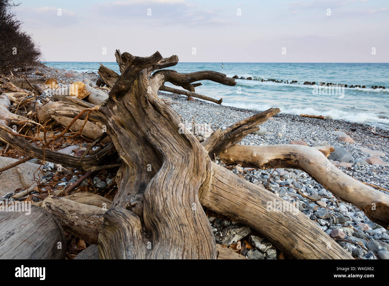 Gefallenen Baum am steinigen Strand, Nationalpark Jasmund, Rügen, Deutschland Stockfoto