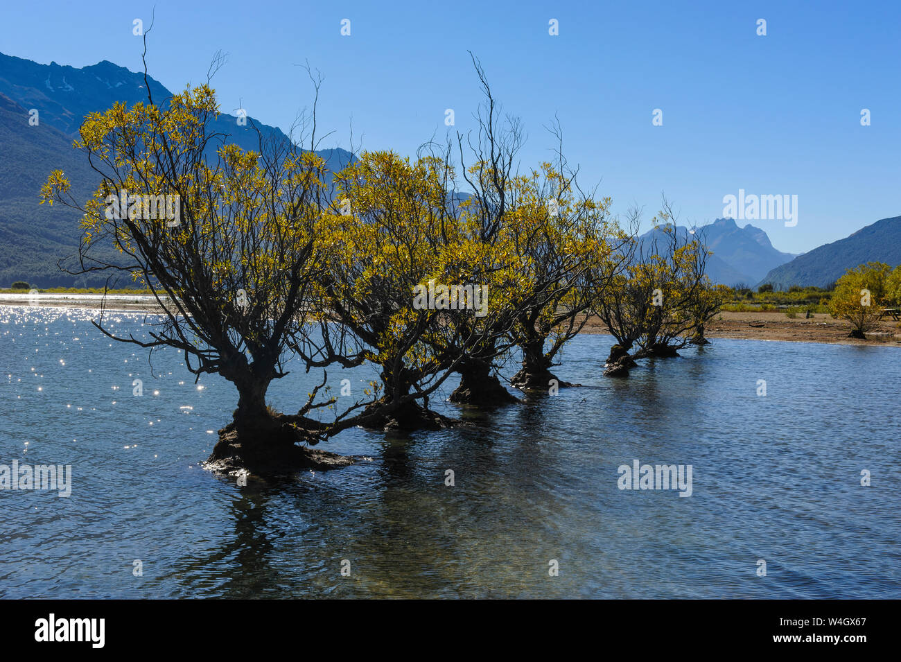 Reihe von Bäumen in das Wasser des Sees Wakaipu, Glenorchy um Queenstown, Südinsel, Neuseeland Stockfoto