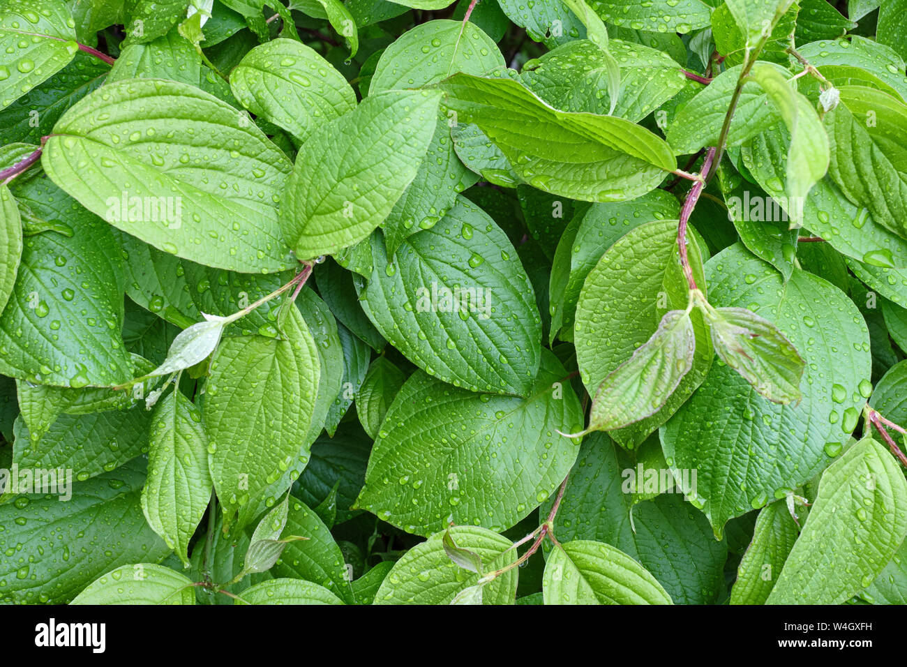 Blätter der gemeinsamen Hartriegel, Cornus sanguinea Stockfoto