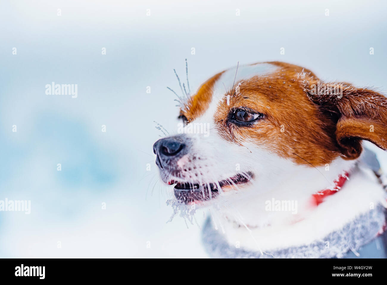 Portrait von kleinen Hund im Winter Stockfoto