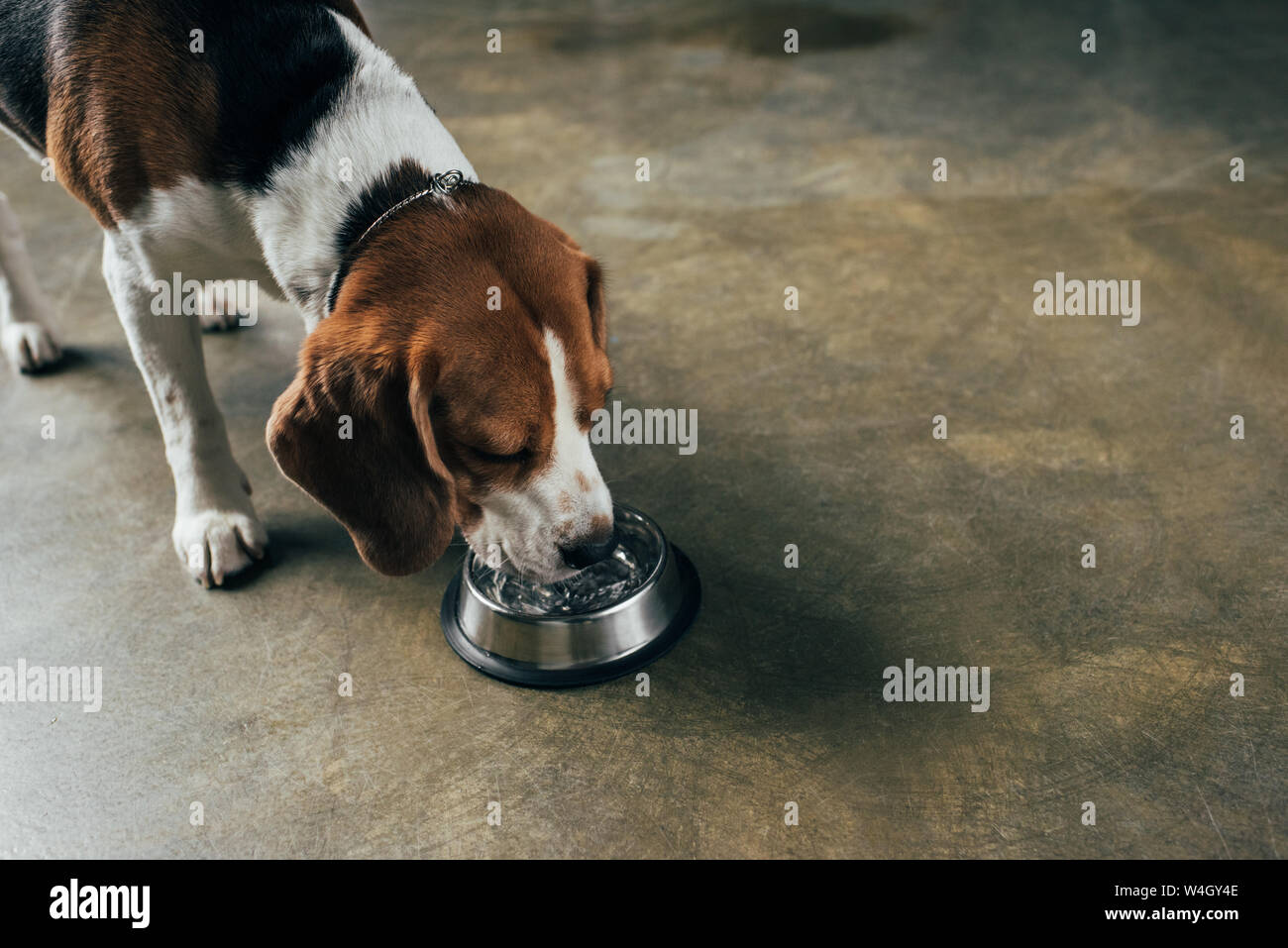 Adorable beagle Hund Trinkwasser aus der Schüssel Stockfoto