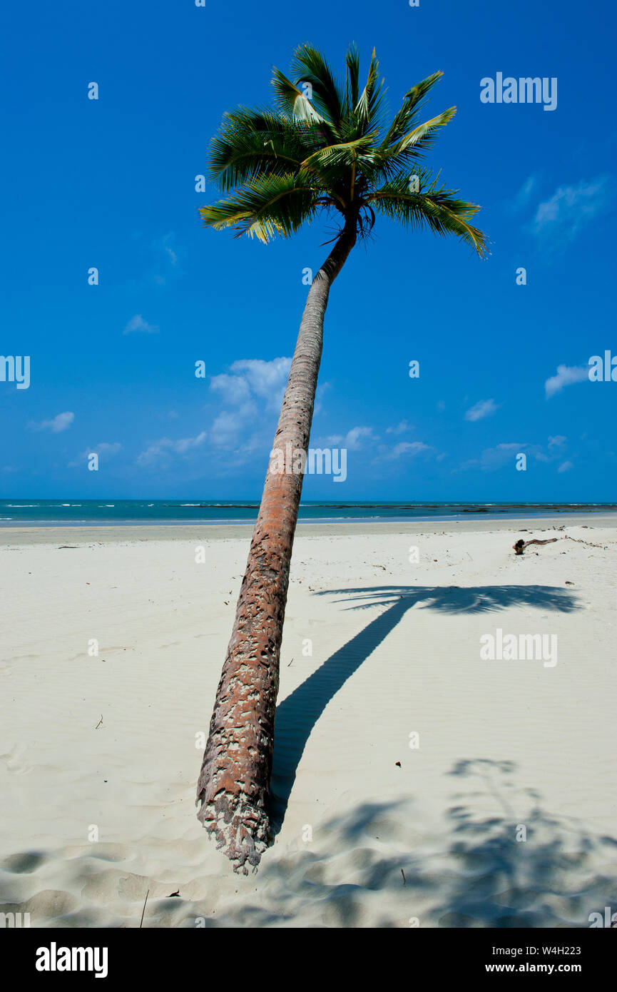 Einsame Palme, Cape Tribulation, Queensland, Australien Stockfoto