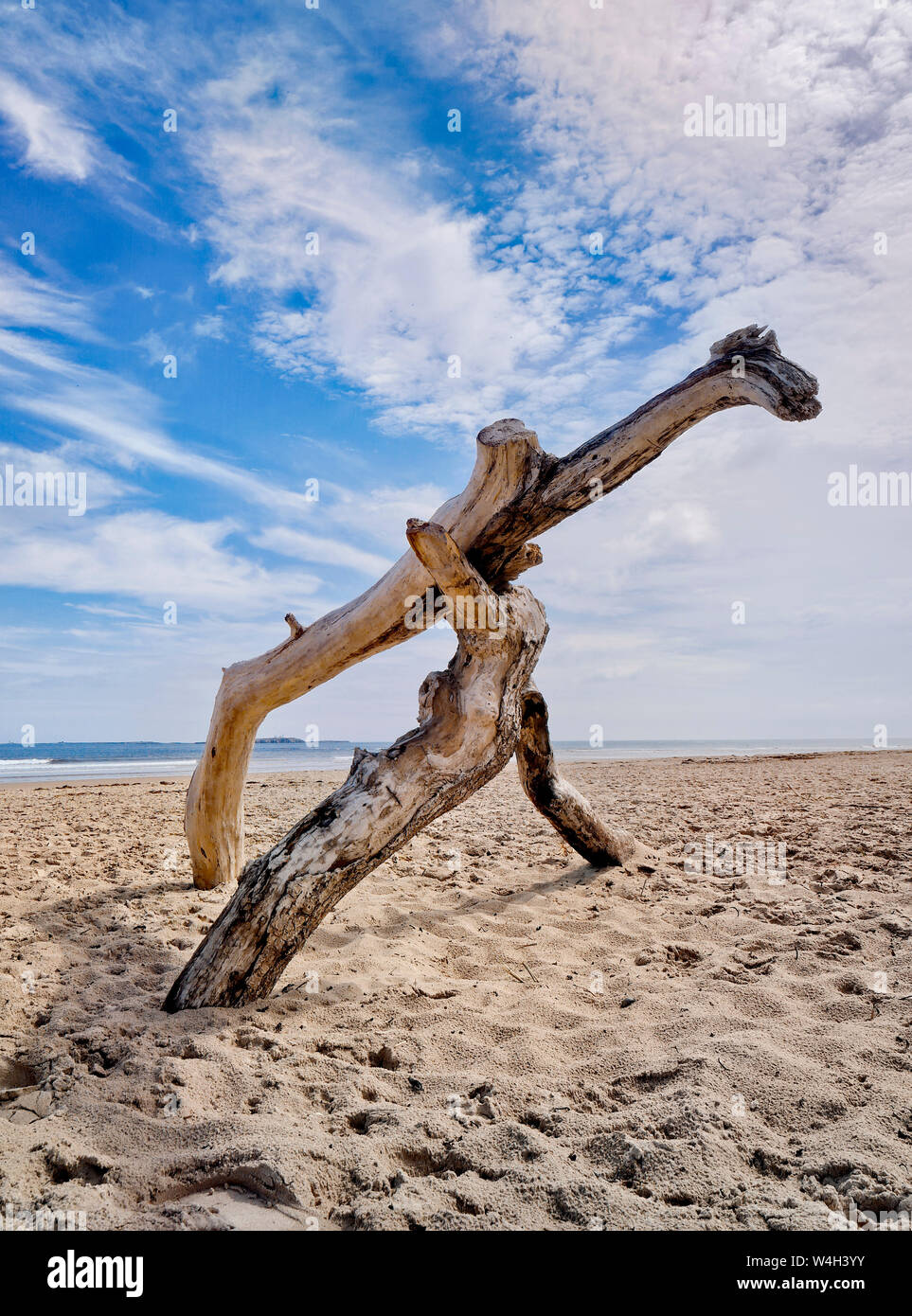 Treibholz, Bamburgh, Northumberland Stockfoto