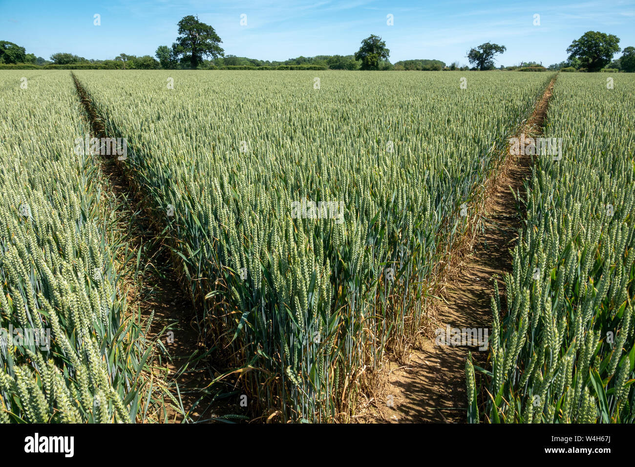Eine grüne unreife Weizenfeld mit Zwei konvergierende Wege bilden ein Dreieck mit dem Punkt in den Vordergrund Stockfoto