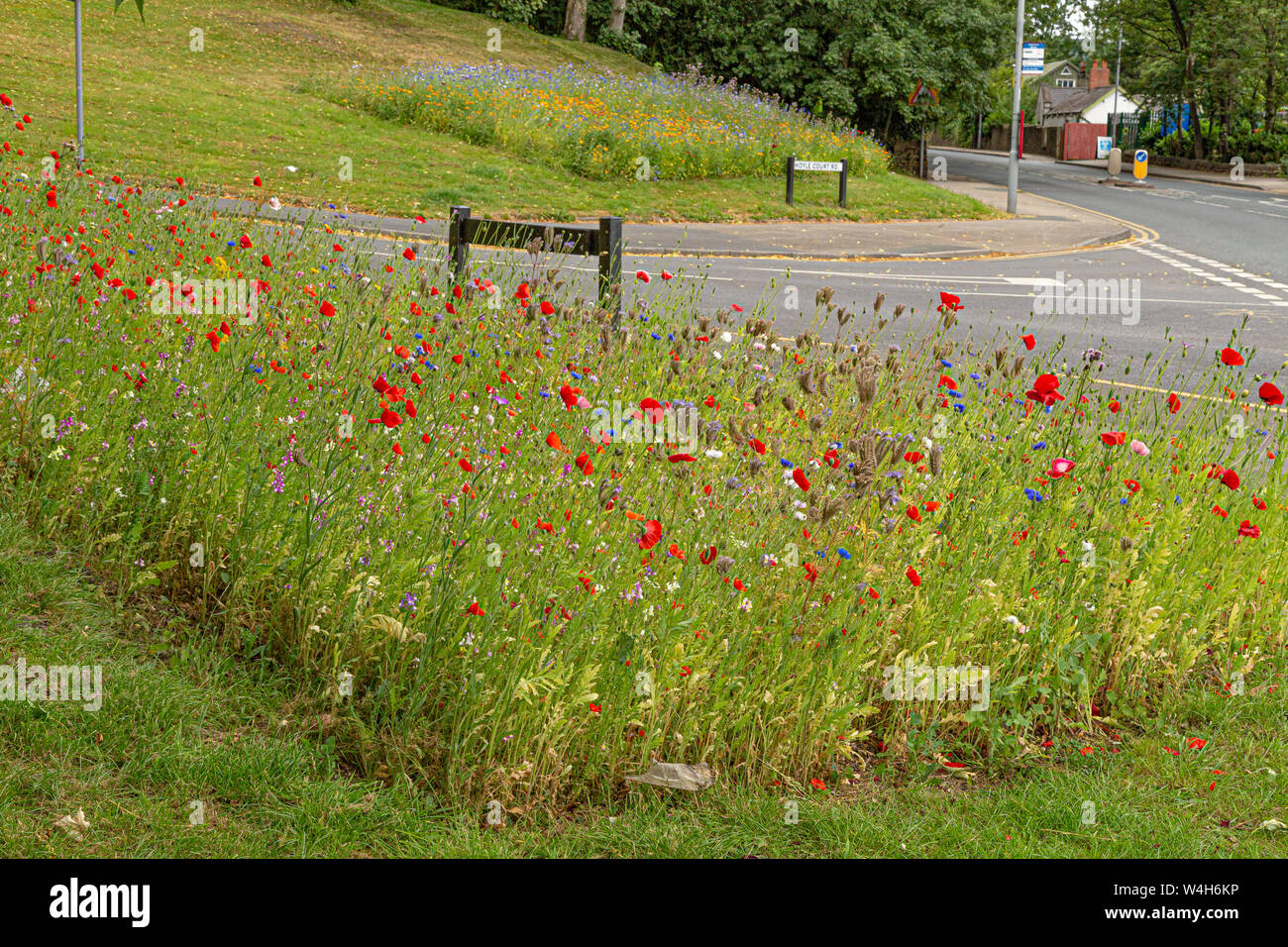 Ein strassenrand wildflower Grenze. Stockfoto