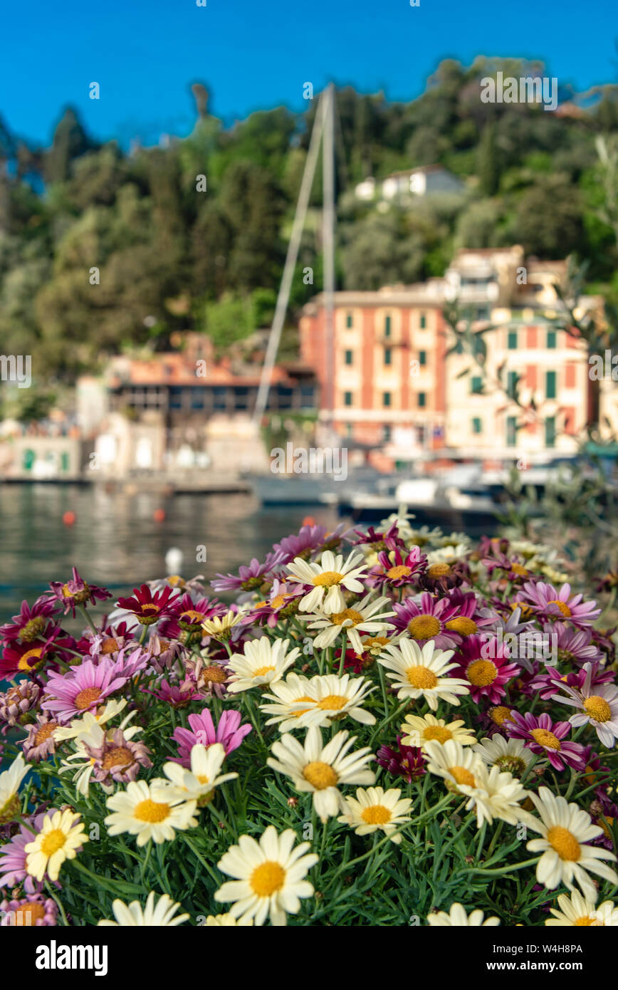 Bunte Sommerblumen in Portofino, Italien mit Blick auf den Hafen und günstig Yachten an einem sonnigen Tag Stockfoto