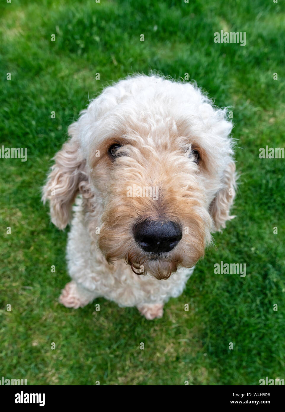 Nette schauende Apricotfarben Labradoodle Hund sitzt auf einem Rasen und Blick auf die Kamera Stockfoto