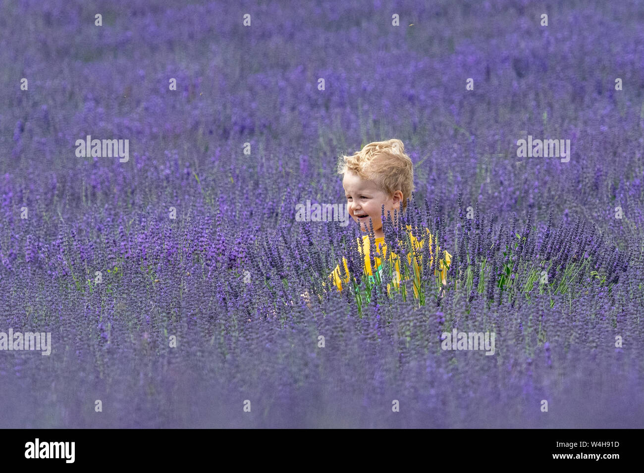 Kleine Junge spielt in den Lavendel auf einem Lavender Farm Stockfoto