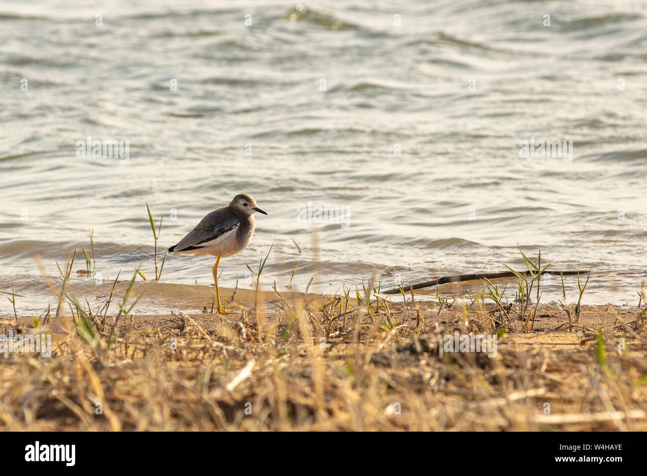 White-tailed Sandpiper Calidris temminckii - Kulik, die Größe von ein Spatz Vogel Stockfoto