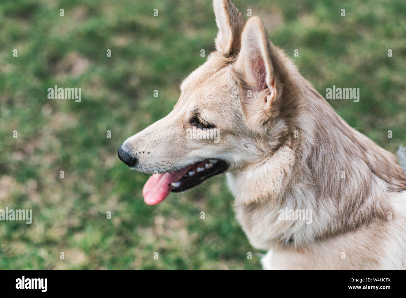 Beige schöner Hund, Husky in die Ferne schaut Stockfoto