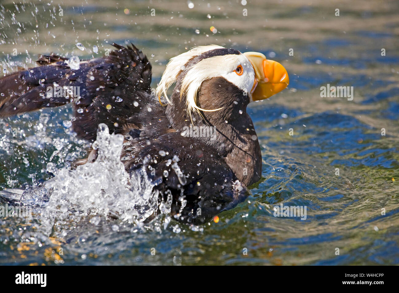 Eine getuftete Papageitaucher, einer von vielen Seevögeln, Nest und Mate entlang der Oregon Küste in der Nähe von Newport, Oregon. Stockfoto