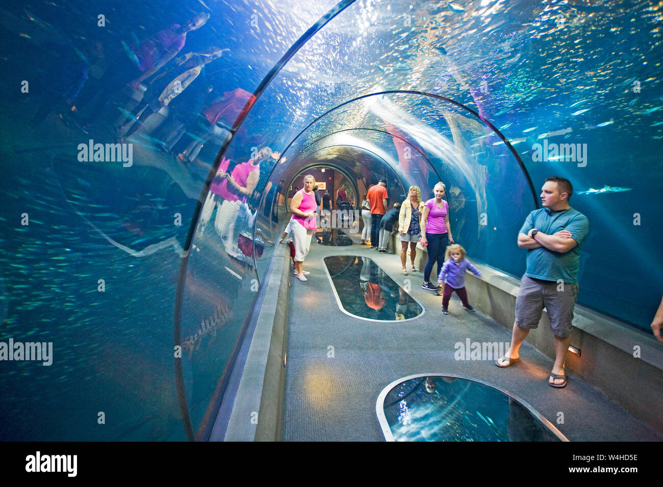 Die Besucher gehen durch einen Glastunnel durch Fische in der Oregon Coast Aquarium, Newport, Oregon umgeben Stockfoto