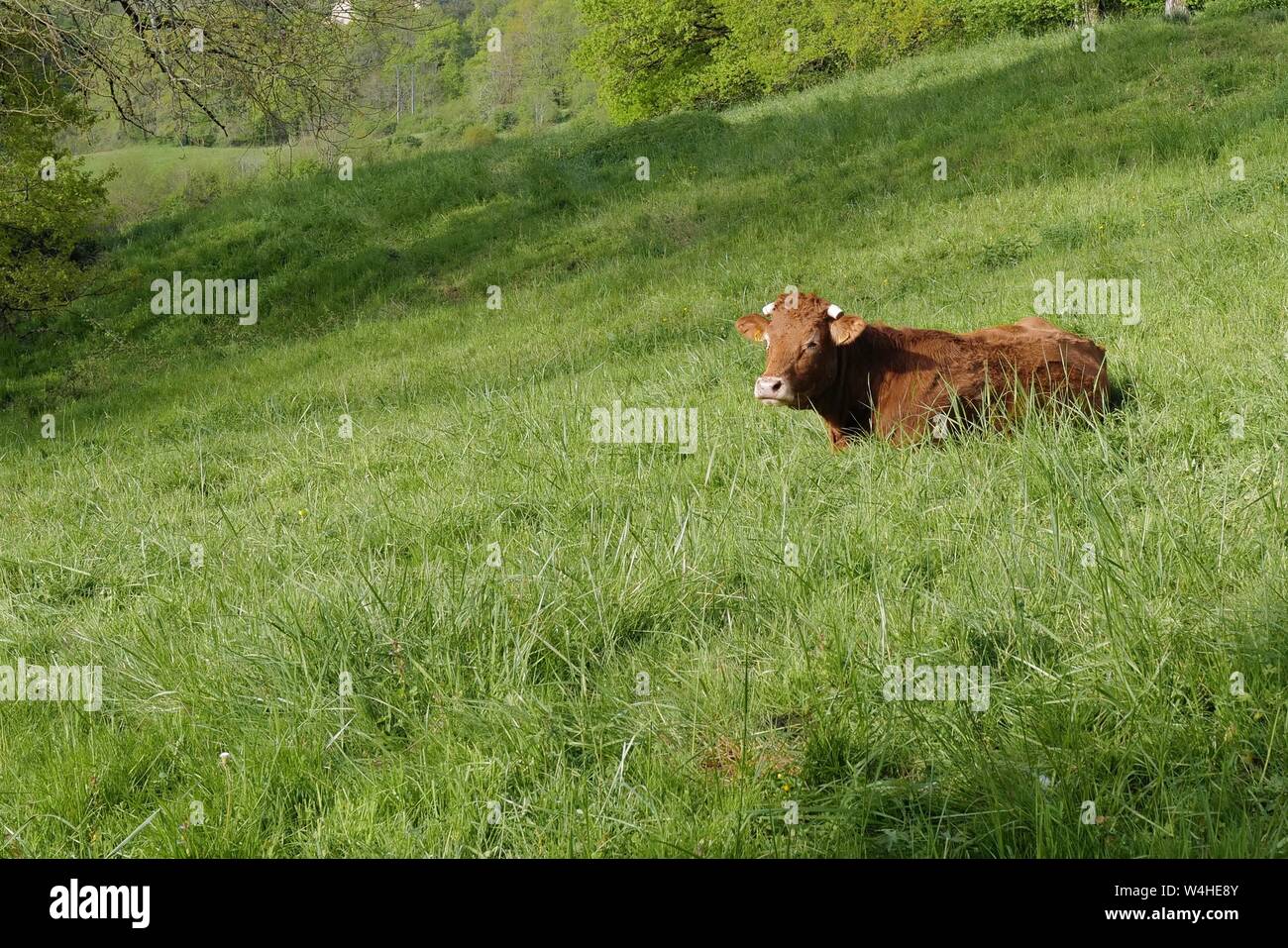 Golden-rot Limousin-kuh auf der grünen Wiese in der Corrèze, Frankreich Stockfoto