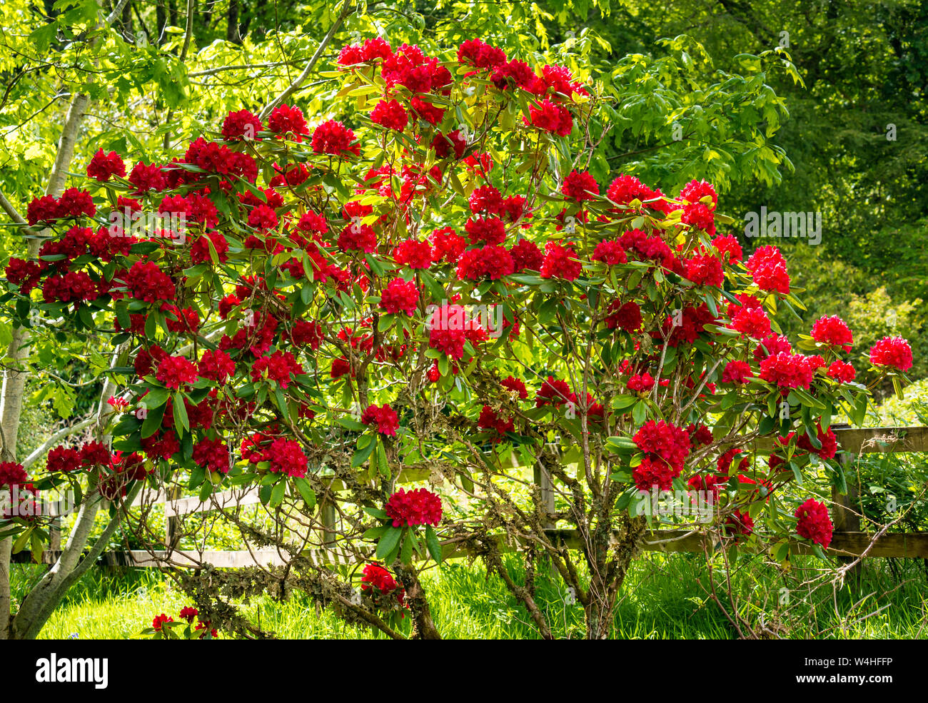 Leuchtend rote Azaleen-Rhododendron-Blten auf Busch, Isle of Skye, Innere  Hebriden, Schottland, Grobritannien Stockfotografie - Alamy