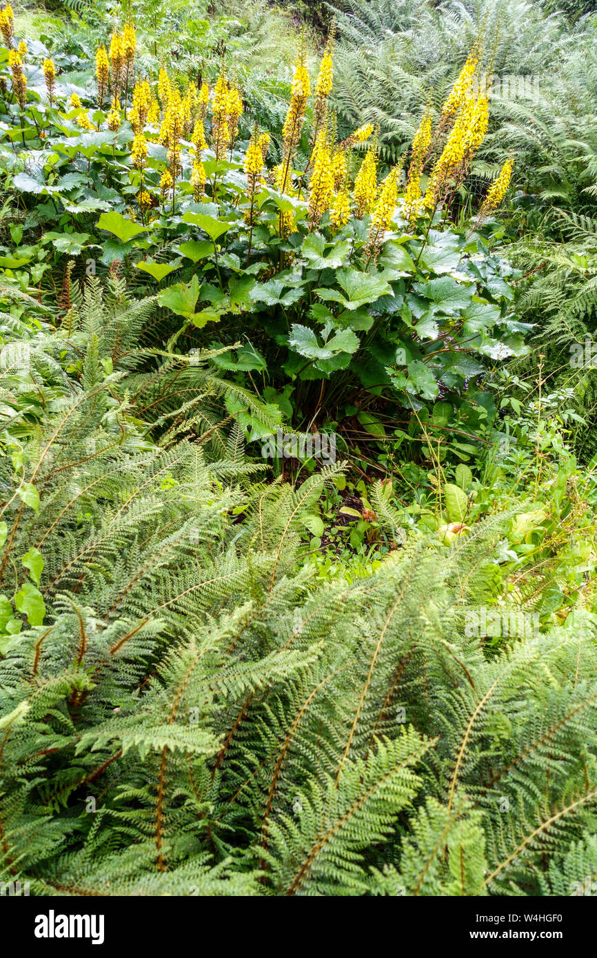 Weiche Schild Farnblätter, Polystichum setiferum, ligularia Stenocephala "Die Rakete", Leopard Anlage Stockfoto