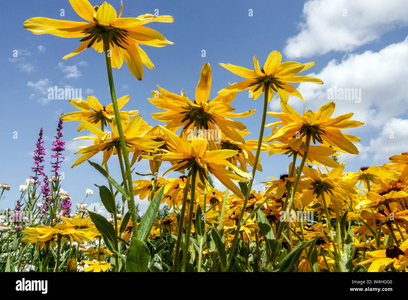 Gelbe, schwarz-äugige Susan Garden Blumen mit blauem Himmel Sommerpflanze im Blumenbeet mit Blick auf Himmelpflanzen Stockfoto