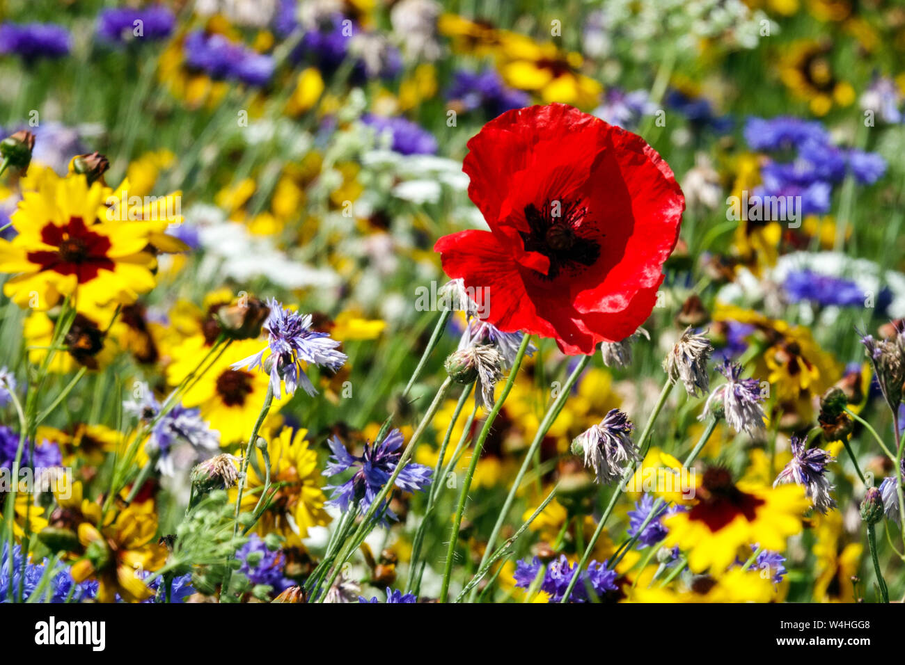 Rote blau gelbe Kombinationsblumen, Sommer Gartenwiese, rote Mohnblumen mehrfarbige Blumen Juli gemischte Pflanzen jährliche Feldmohnblume gelbe Tickseeds Stockfoto