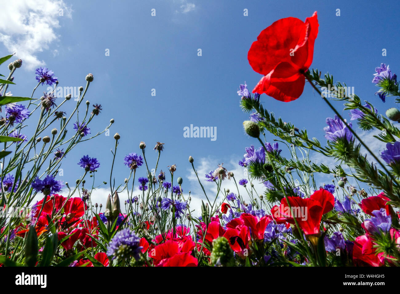 Rot Blau Blumen, Sommer Garten Wiese, roter Mohn centaurea Stockfoto