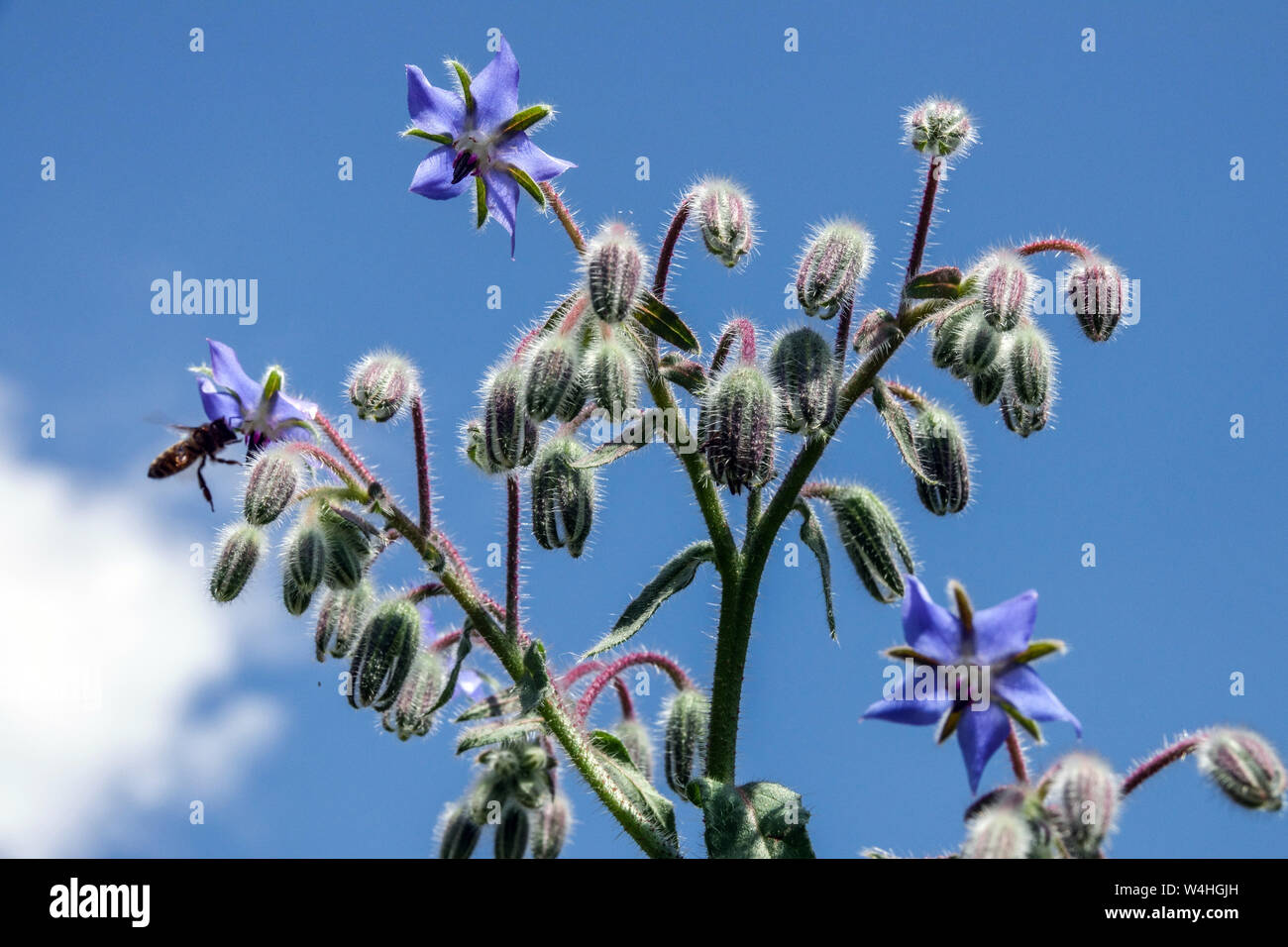 Borretsch, Borago officinalis, Bienenfliegende Kraut Stockfoto