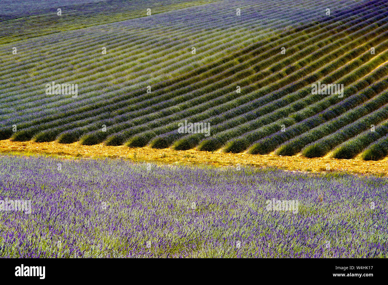 Felder, die mit Lavendel in Montagnac Region. Provence-Alpes-Cote d'Azur, Frankreich. Stockfoto