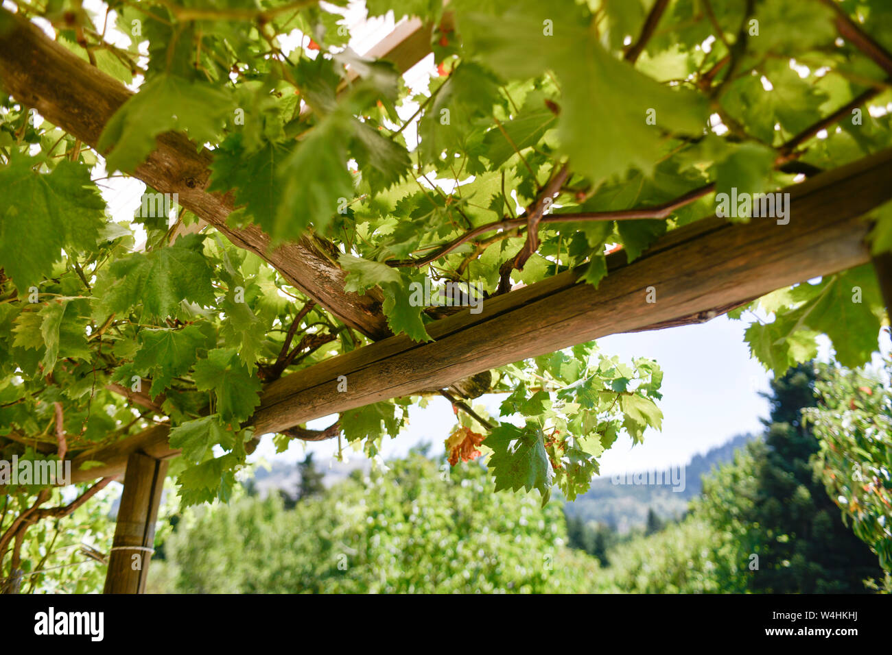 Trauben hängen von einer Rebe auf einer Laube. Arbor mit angebauten Trauben Stockfoto