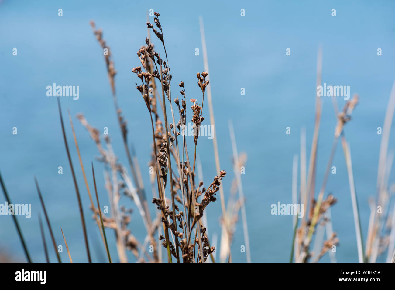 Gras in der Nähe der Strand am griechischen Meer Stockfoto