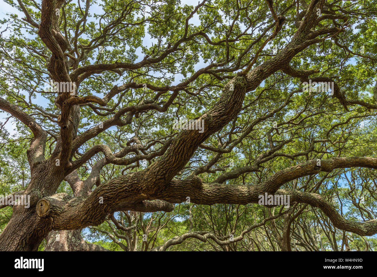 Große Küsten der südlichen Live Oak (Quercus virginiana) Holden Beach, North Carolina Stockfoto