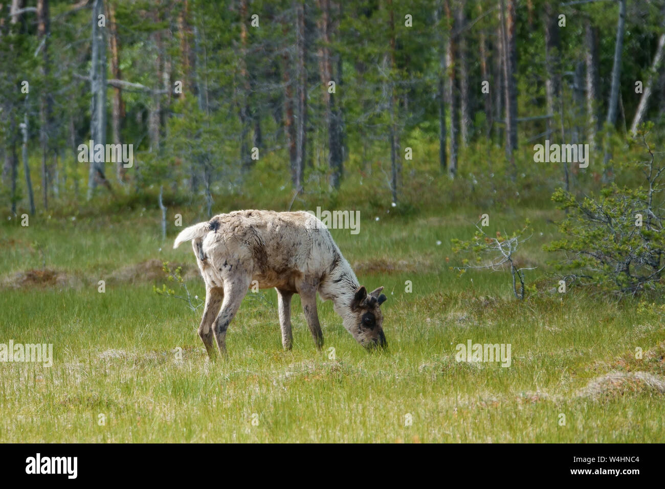 Finnische Wald Rentier Stockfoto