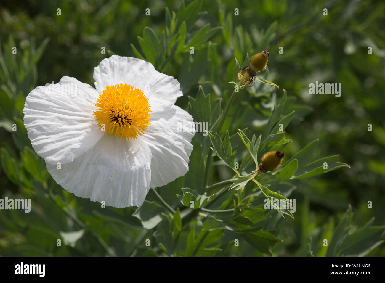 Kalifornischer Strauchmohn (Romneya coulteri) im Botanischen Garten Stockfoto