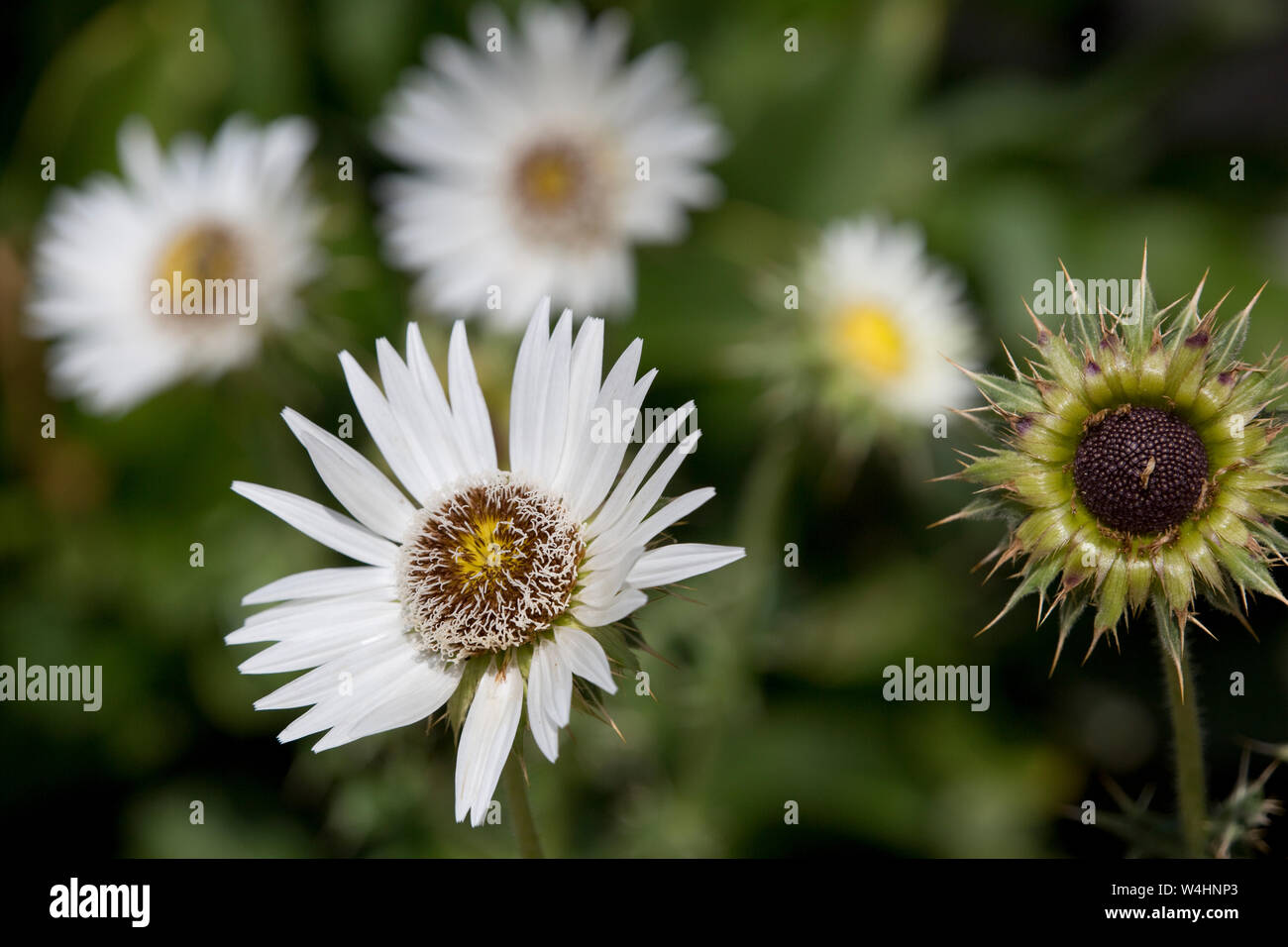 Südafrikanische Prachtdistel (Berkheya cirsiifolia) im Botanischen Garten Stockfoto