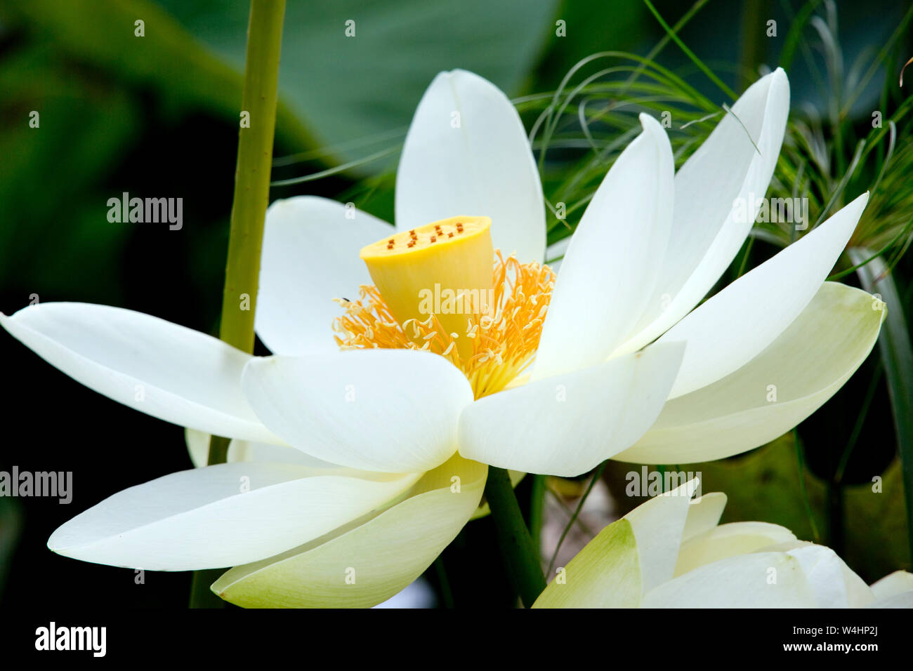 Amerikanische Lotosblume (Nelumbo lutea) im Botanischen Garten