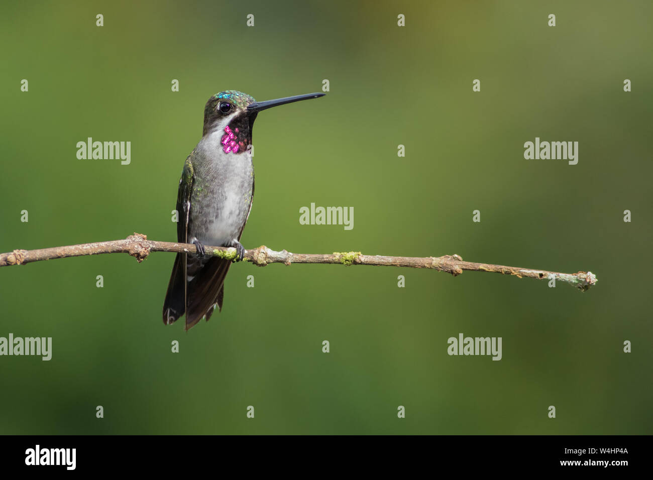 Diese weitreichenden Kolibris haben bemerkenswert langen, geraden Rechnungen. Bewohnen zweite Wachstum Wälder, Waldränder, und teilweise offenen Bereichen. Stockfoto