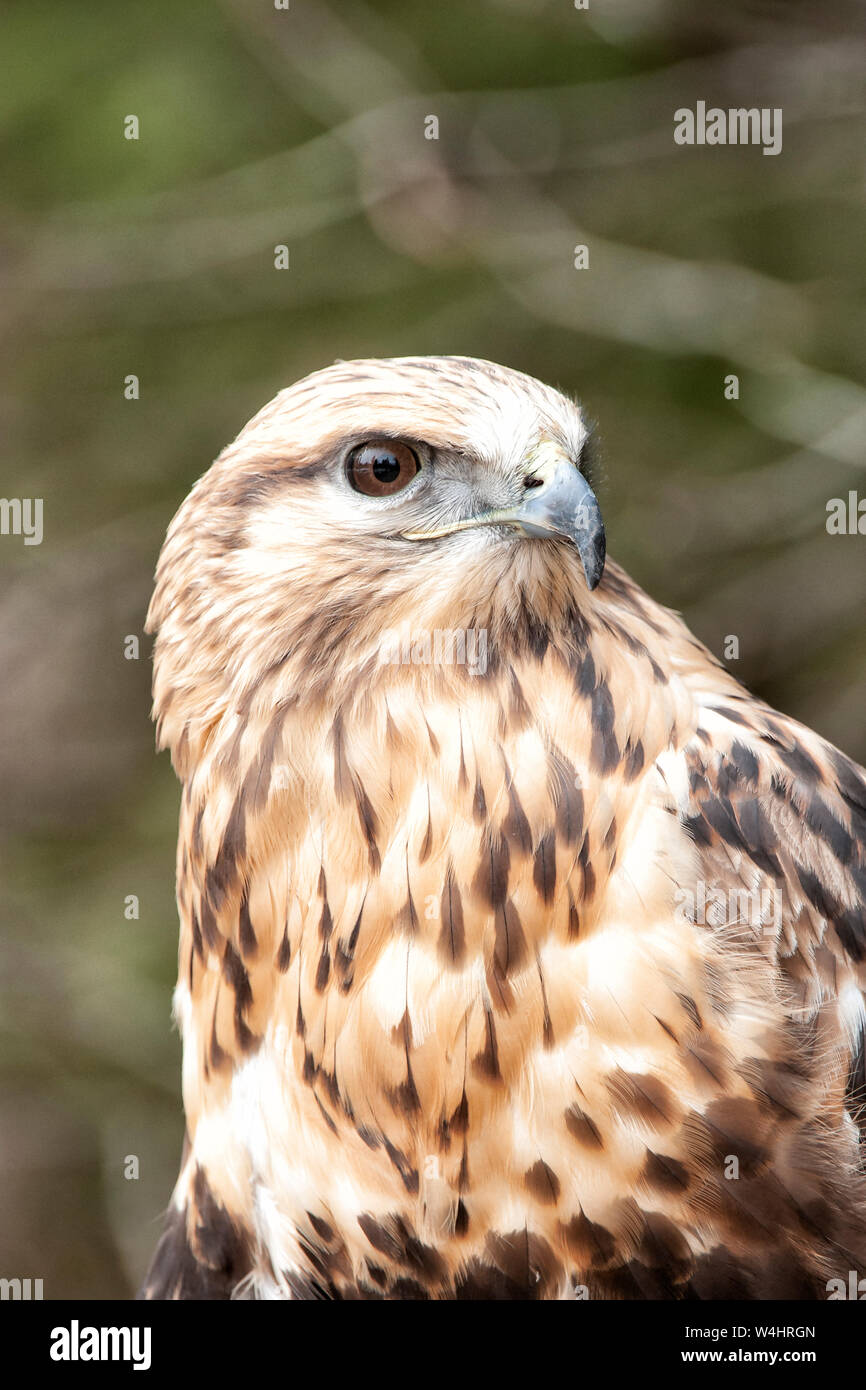 Nordamerika; USA; Montana; Tierwelt; Vögel; Fleischfresser; Raptors; Rau-legged Hawk; Buteo lagopus Stockfoto